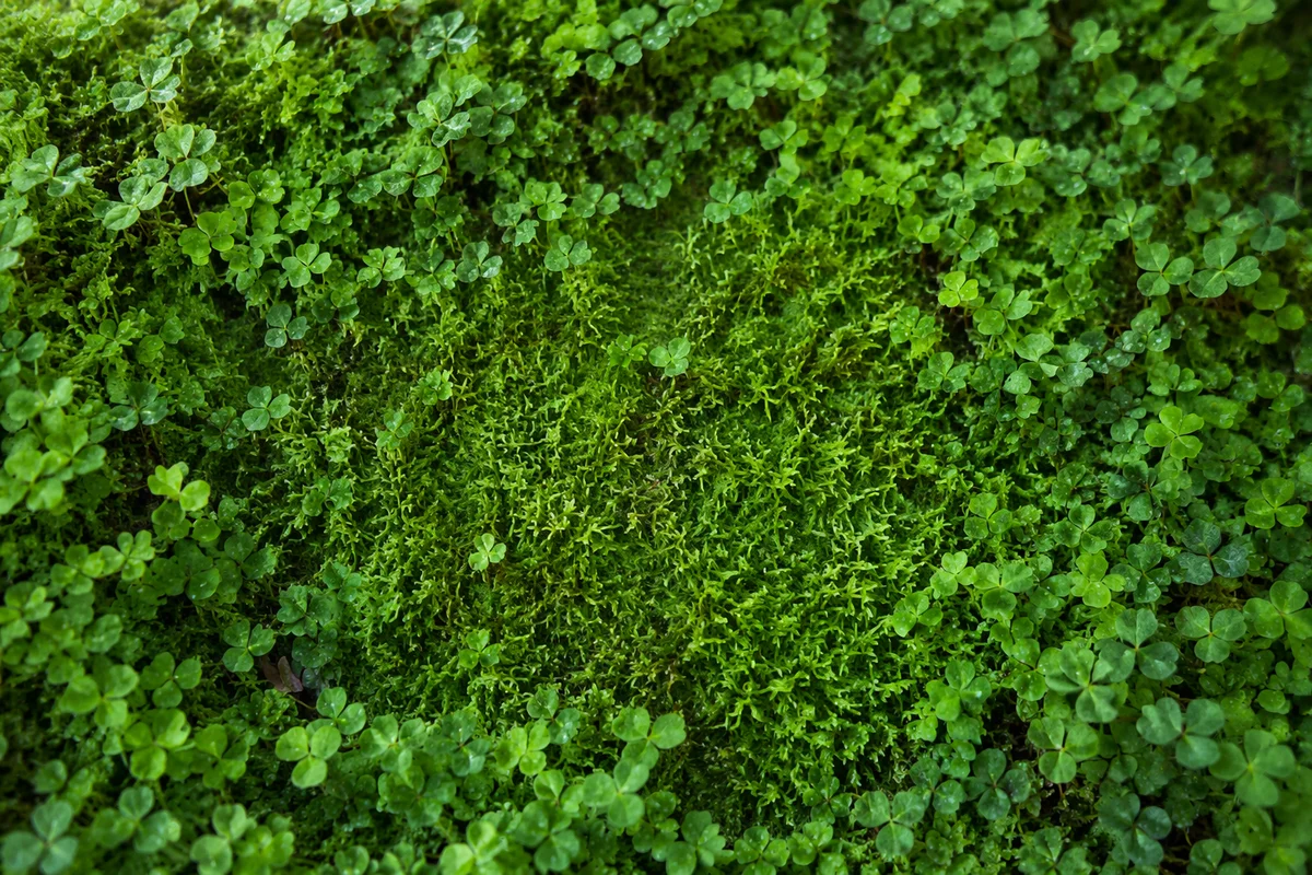Fresh Moss and Clover Green Background