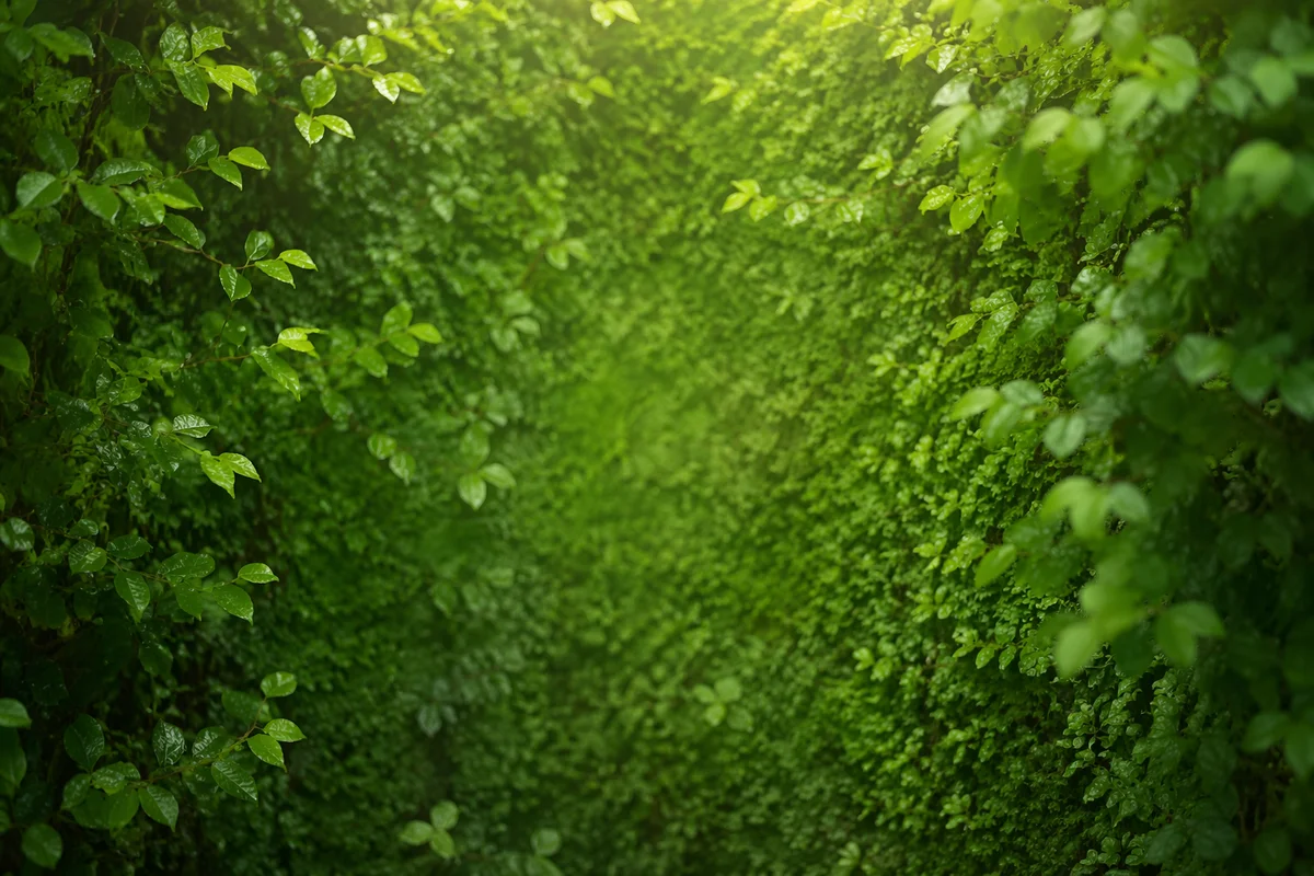Fresh Green Leaves and Moss Background