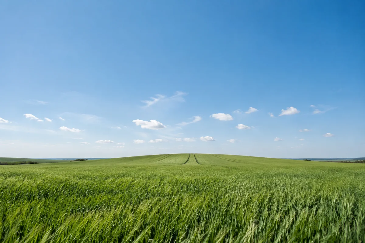 Green Field Horizon Under Blue Sky