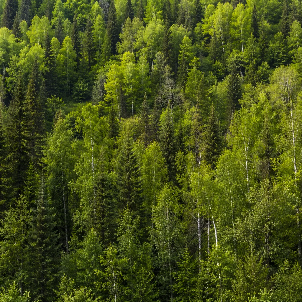 Lush Green Forest Canopy Background