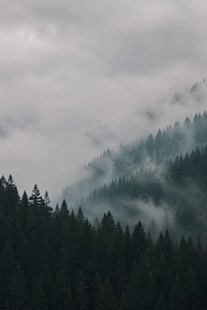 Misty Evergreen Mountain Forest Background