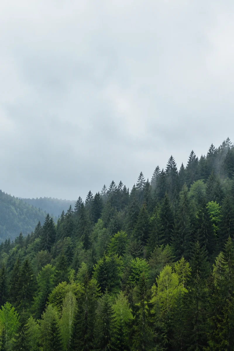 Misty Evergreen Mountain Forest Background