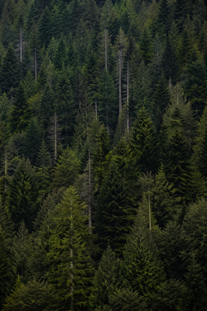 Moody Evergreen Forest Hillside Background