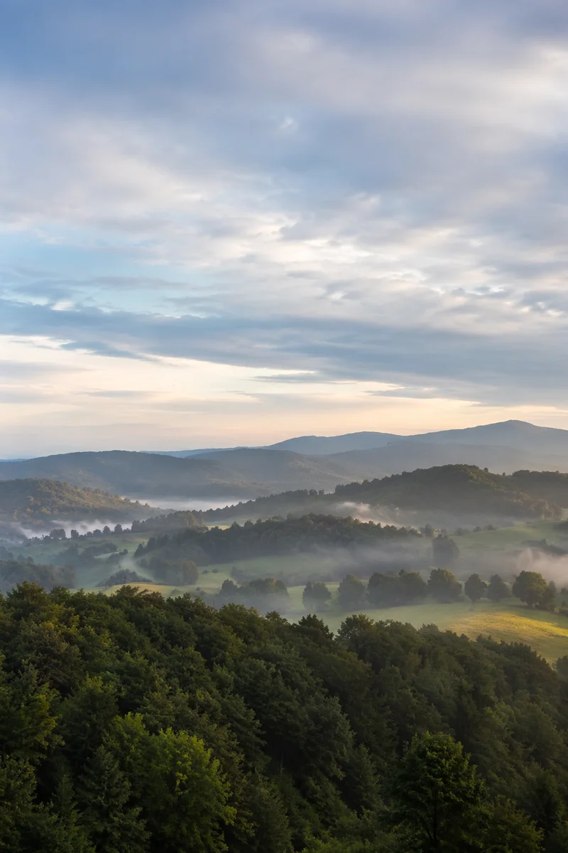 Serene Green Forest Hills at Dawn
