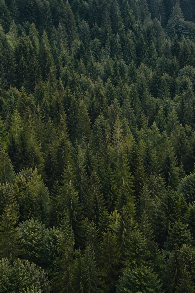 Aerial Evergreen Forest Canopy Background