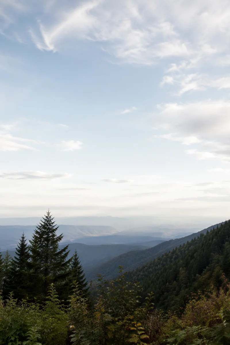 Misty Green Mountain Forest Background