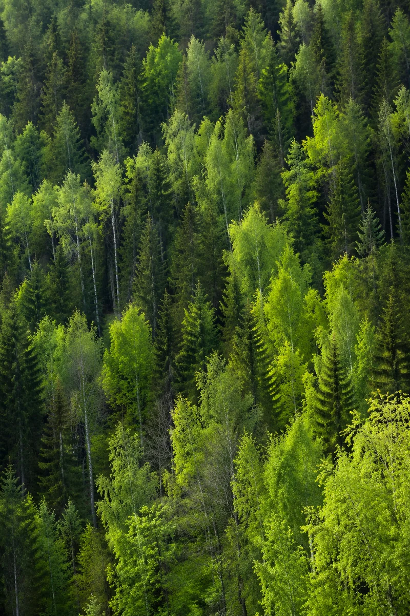 Photorealistic Green Forest Landscape Background