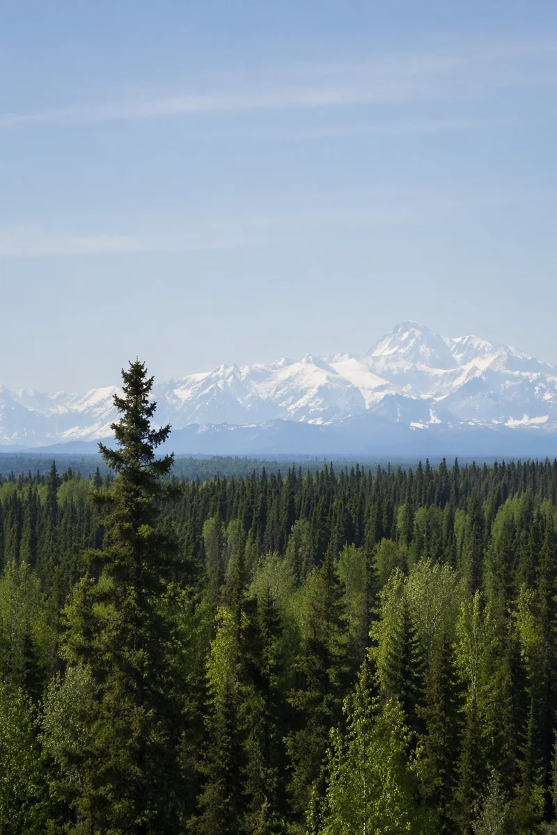 Serene Green Forest and Snowy Mountains