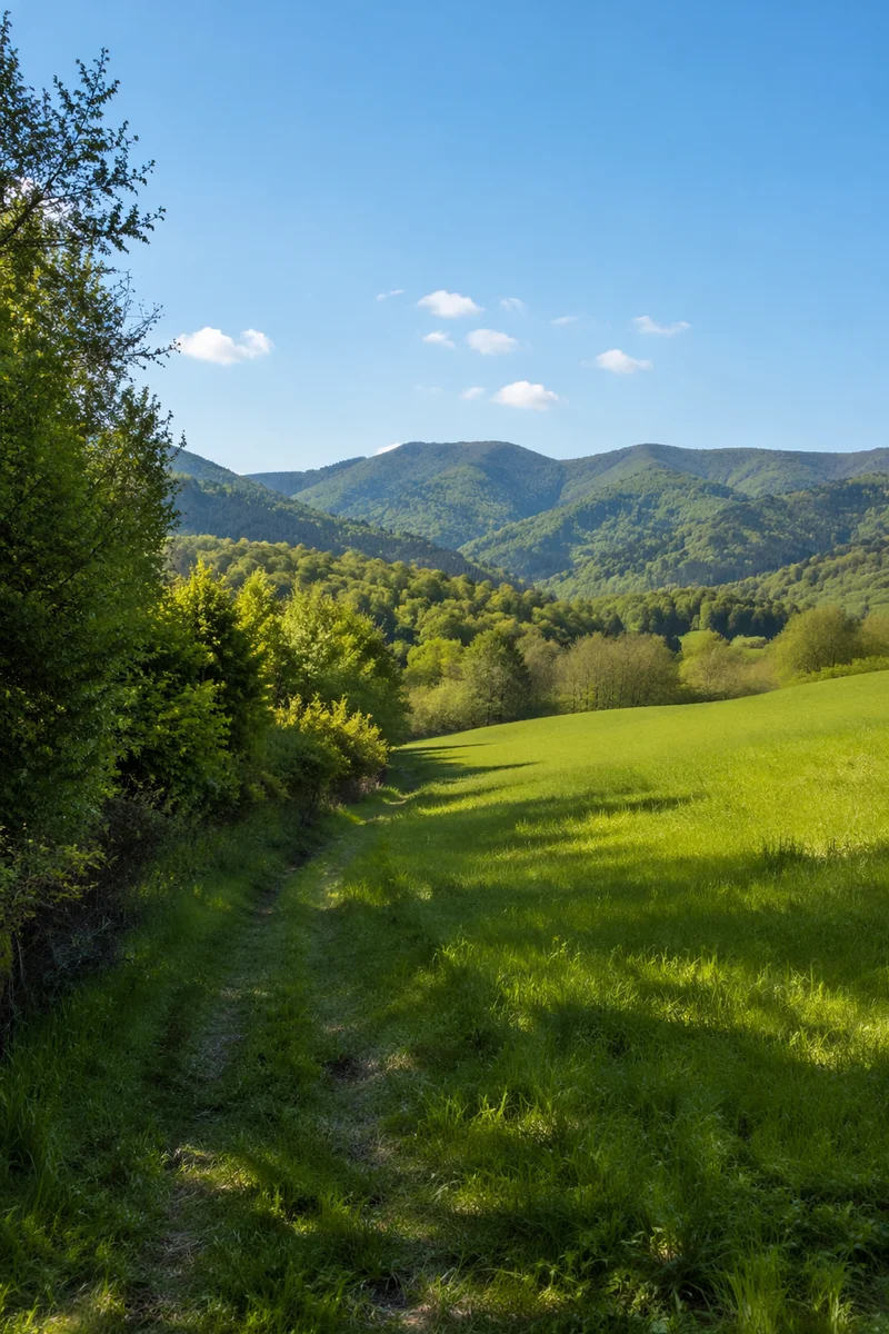 Peaceful Green Countryside Forest Landscape