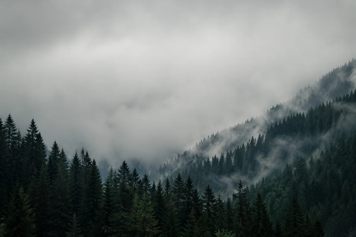 Misty Evergreen Mountain Forest Background