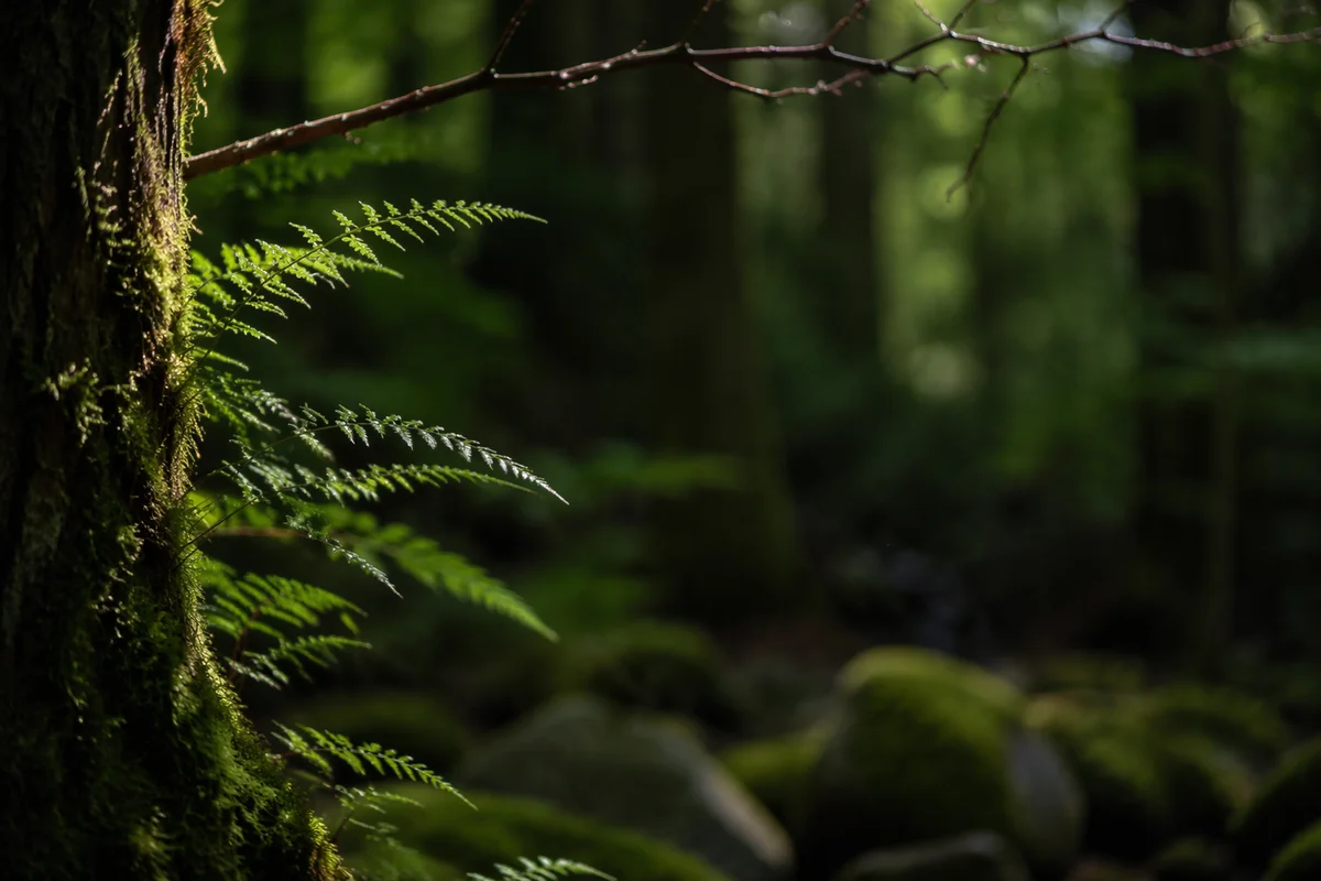 Quiet Green Forest Bokeh Background