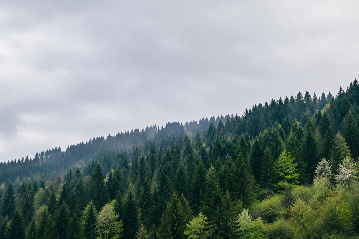 Misty Green Forest Mountain Background