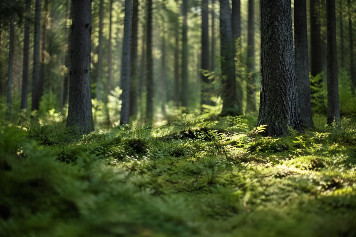 Quiet Green Conifer Forest Background