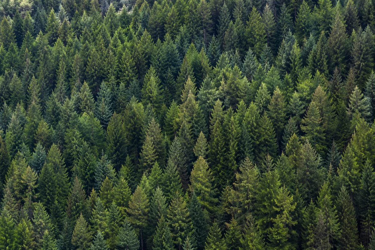 Aerial Evergreen Forest Nature Background