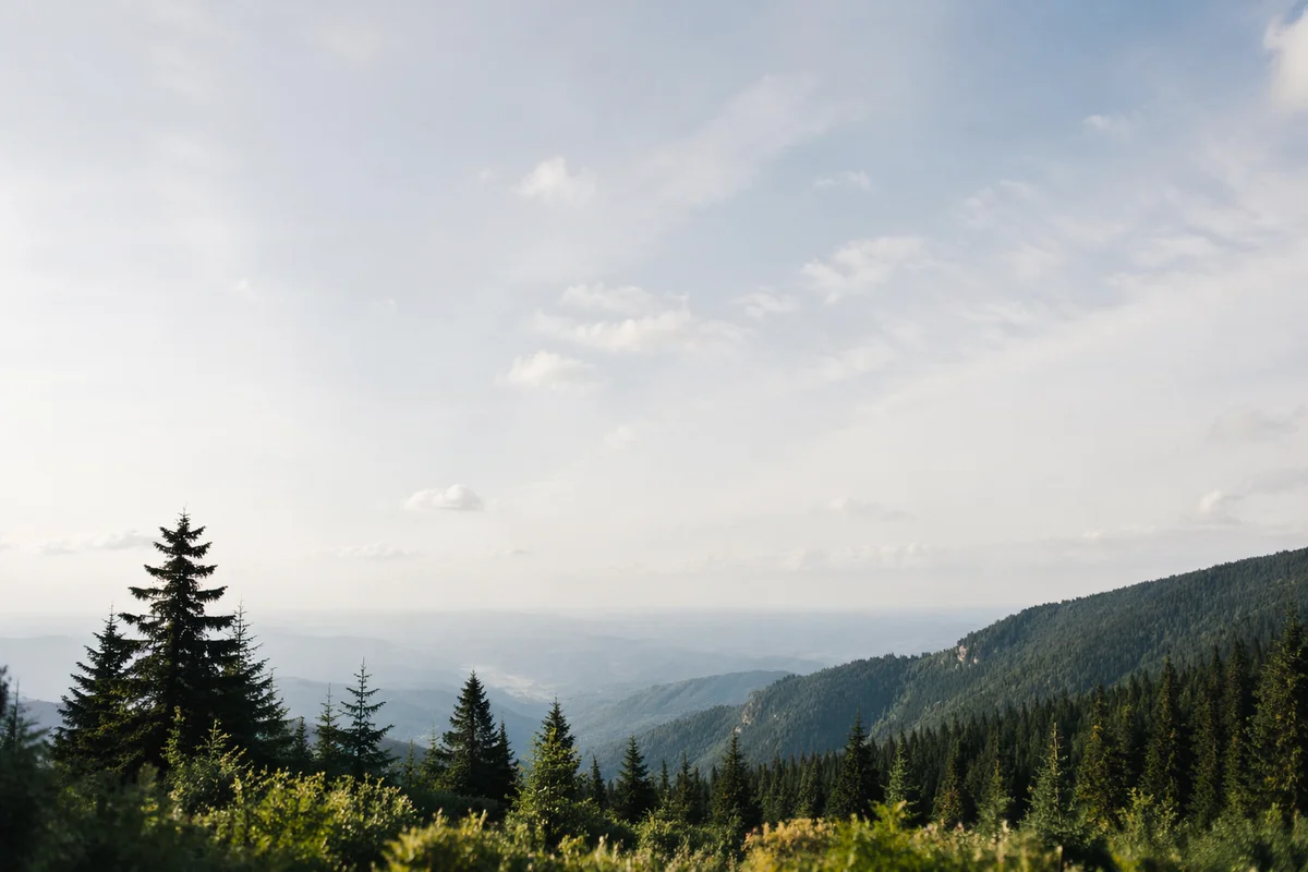 Quiet Green Mountain Forest Background
