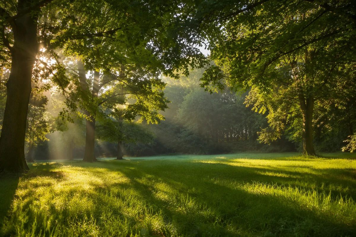 Peaceful Green Forest Clearing at Sunrise
