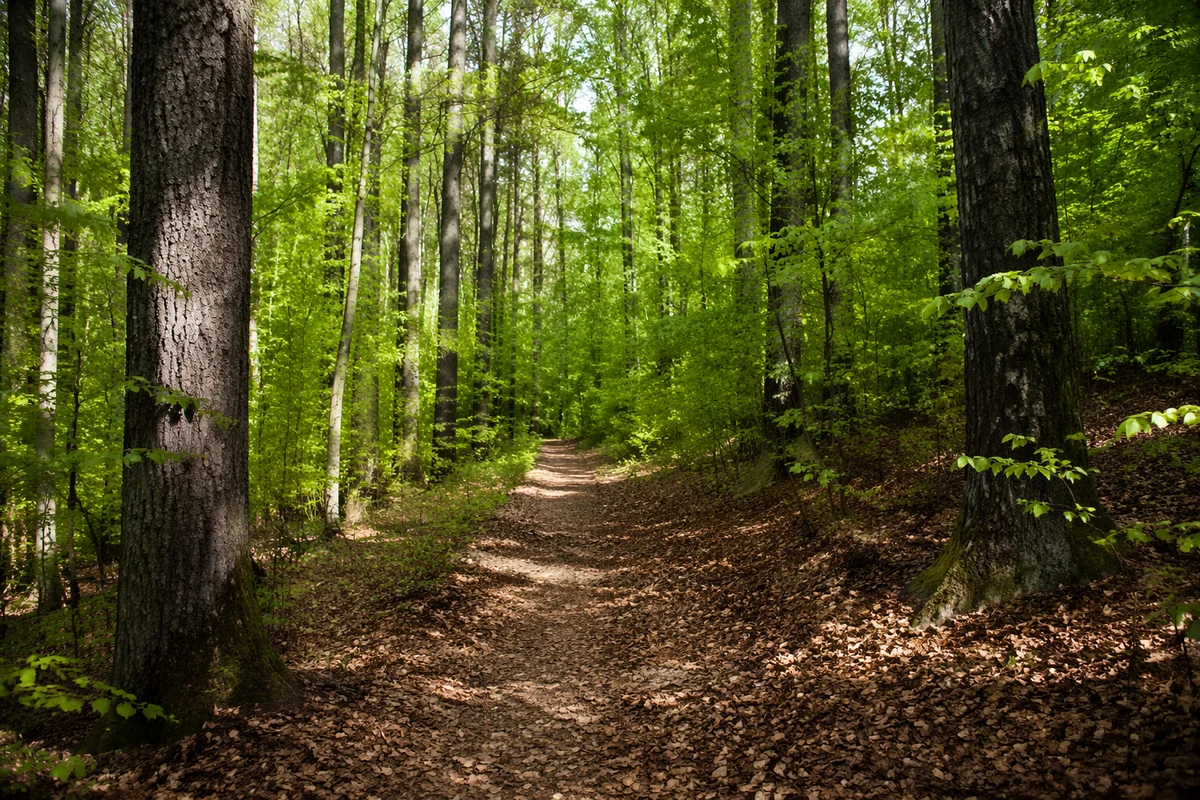 Quiet Green Forest Path Background