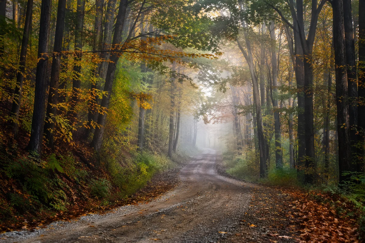 Misty Forest Road at Sunrise