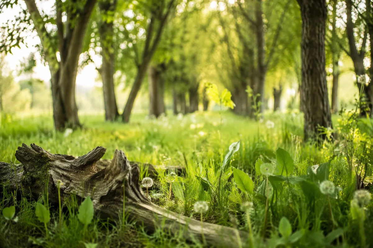 Sunlit Green Woodland Grove Background
