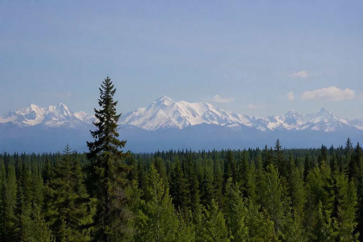 Serene Green Forest and Snowy Mountains