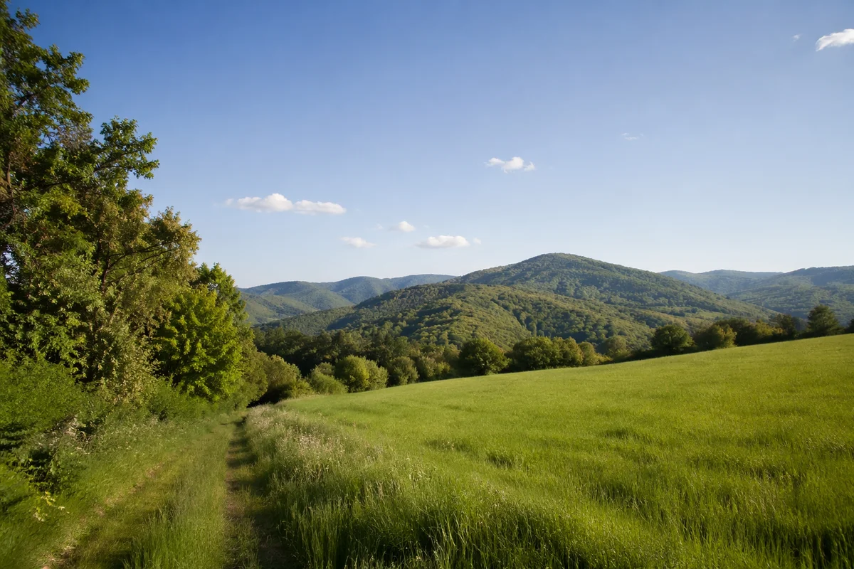 Peaceful Green Countryside Forest Landscape