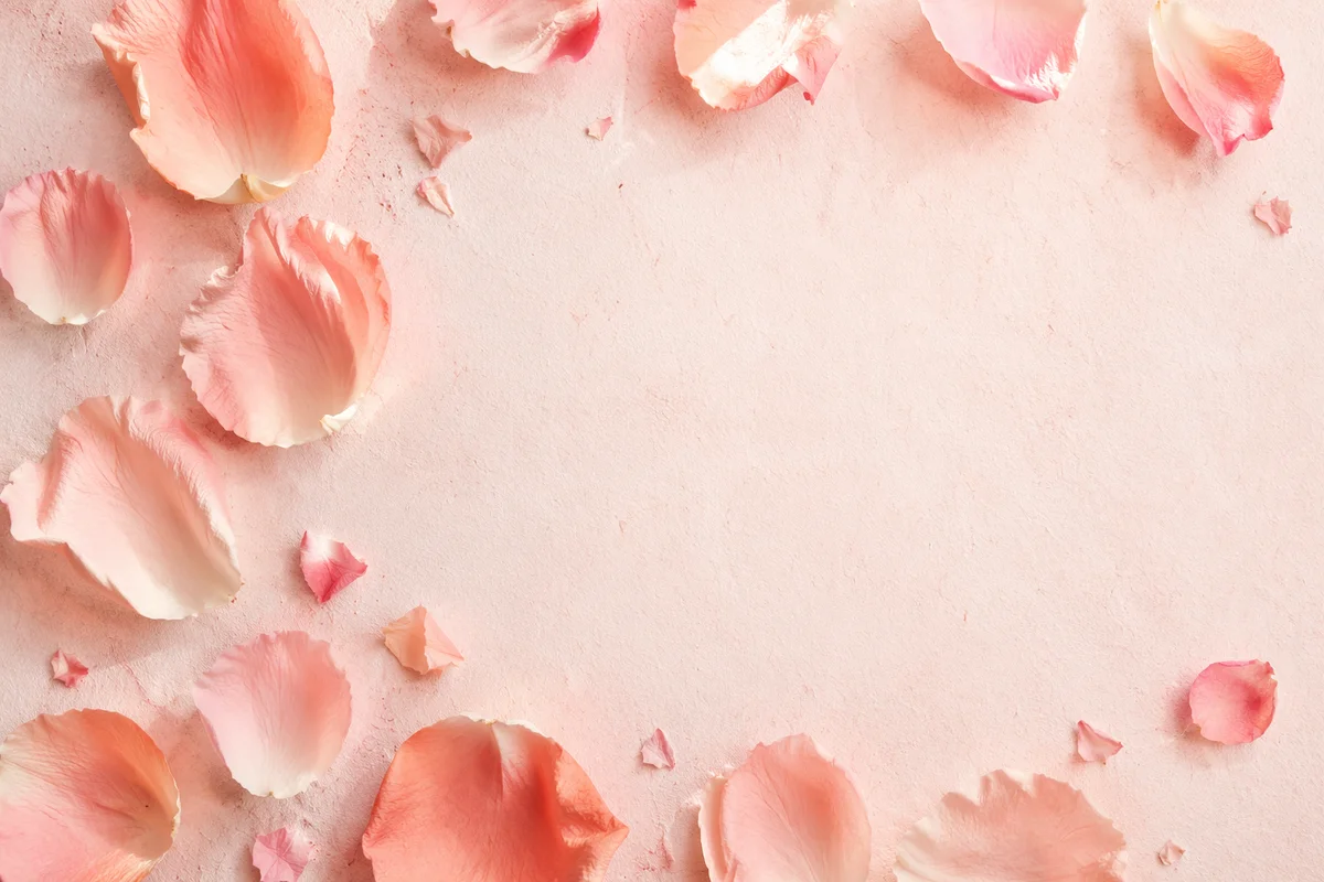 Soft Pink Rose Petal Pastel Background