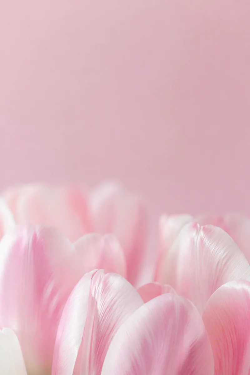 Soft Pastel Pink Tulip Background