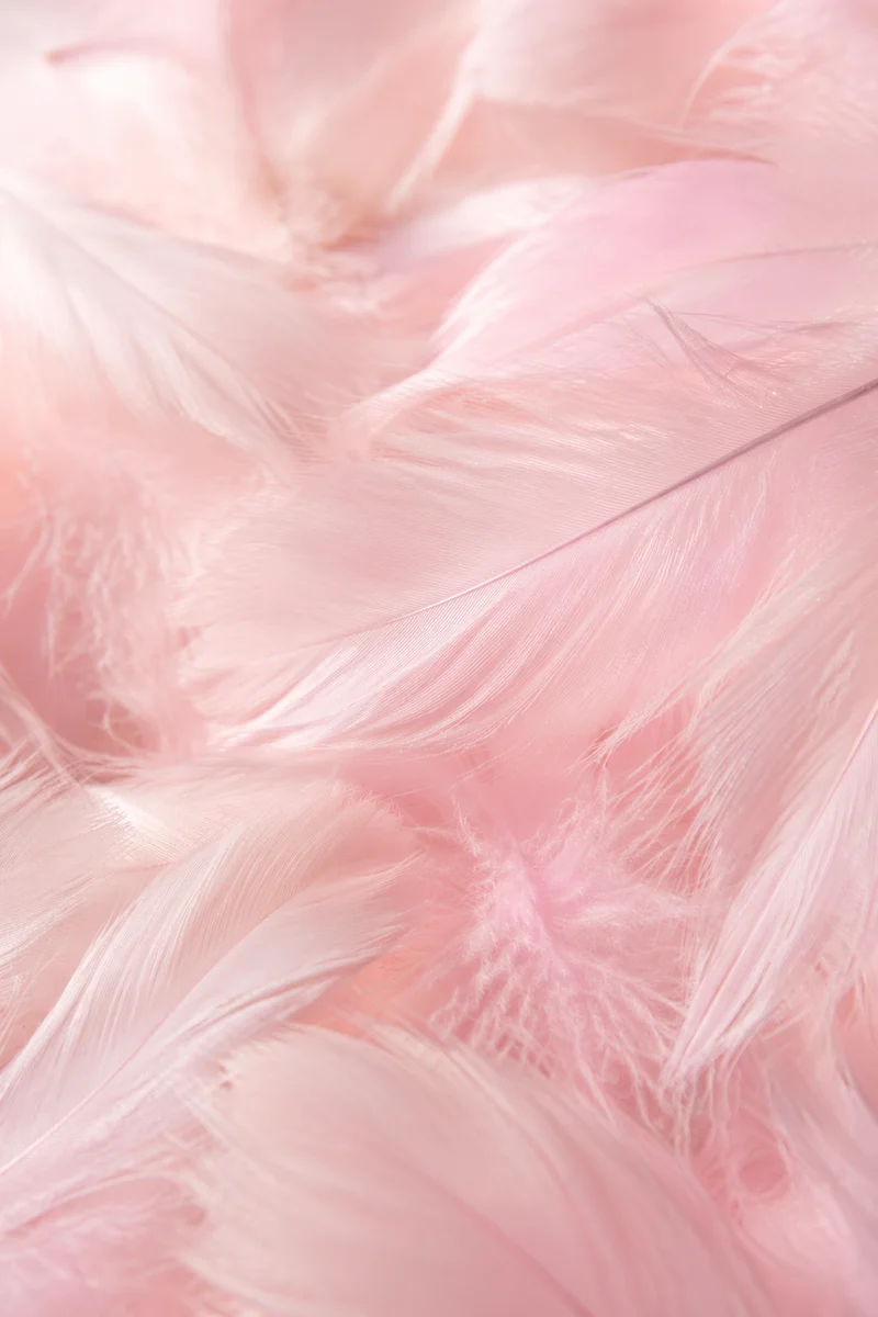 Soft Pastel Pink Feather Background