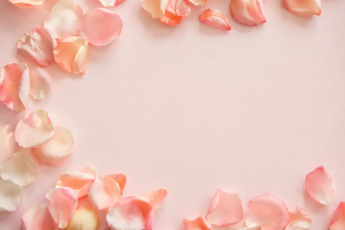 Soft Pink Rose Petal Pastel Background