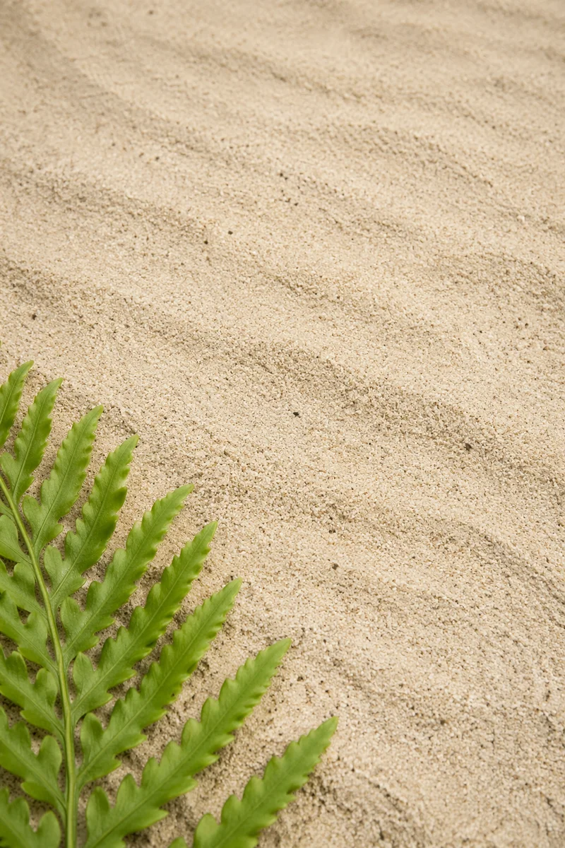 Fine Beach Sand Texture with Fern