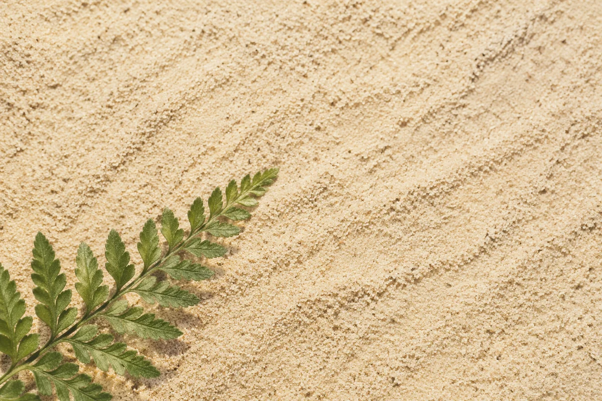 Close Up Beach Sand with Fern
