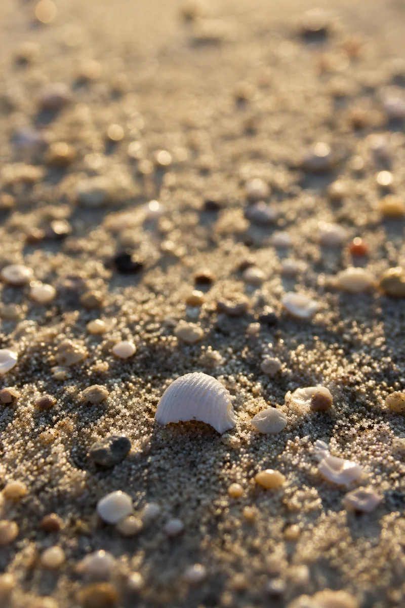 Golden Hour Beach Sand Macro Background