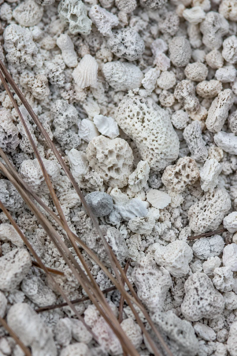 Pale Beach Sand and Shell Macro Texture