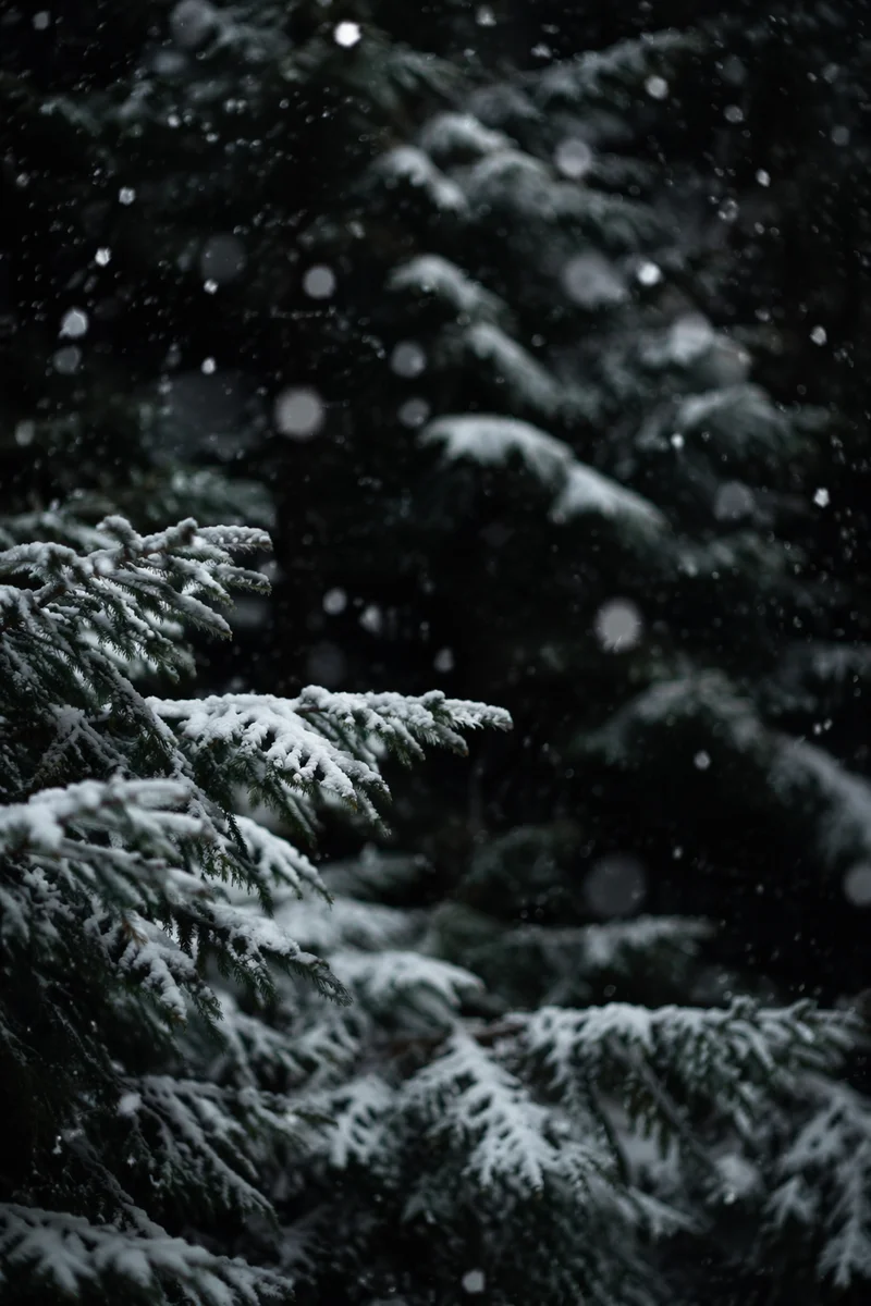 Soft Snowfall Over Dark Christmas Pines