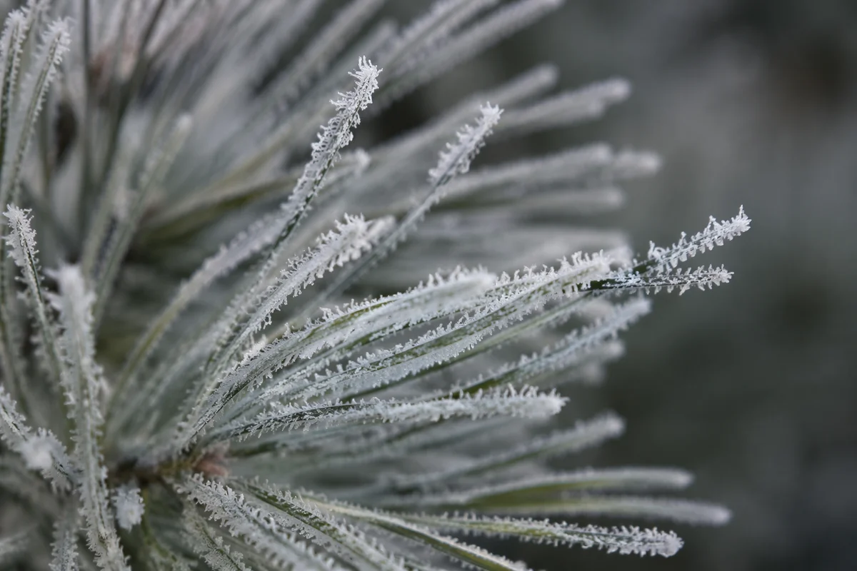 Frosted Pine Needles Winter Macro Background