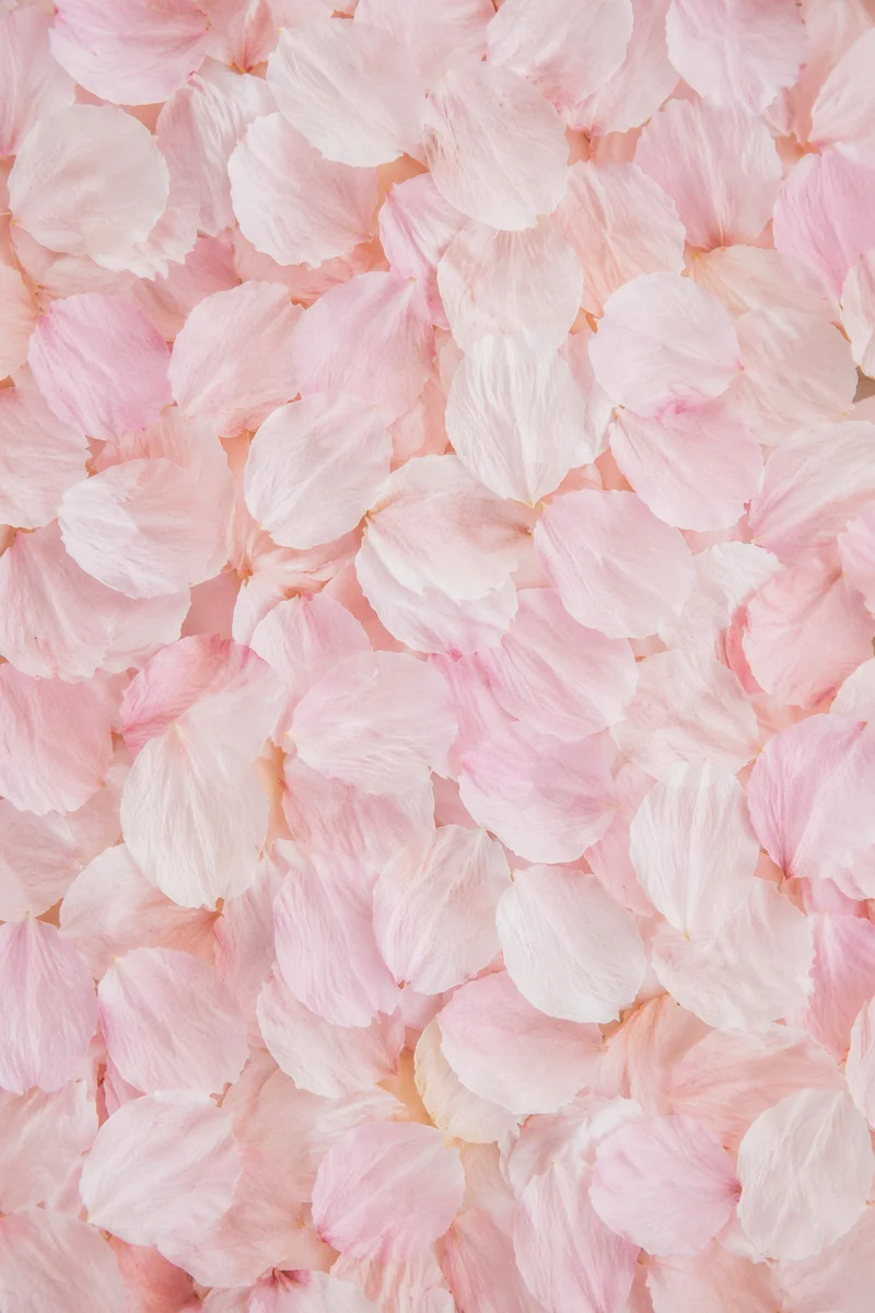 Soft Pink Cherry Blossom Petal Background