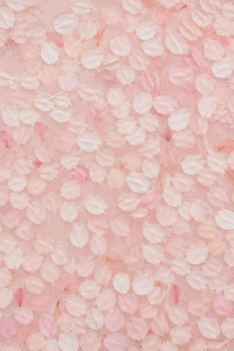 Soft Pink Cherry Blossom Petal Background