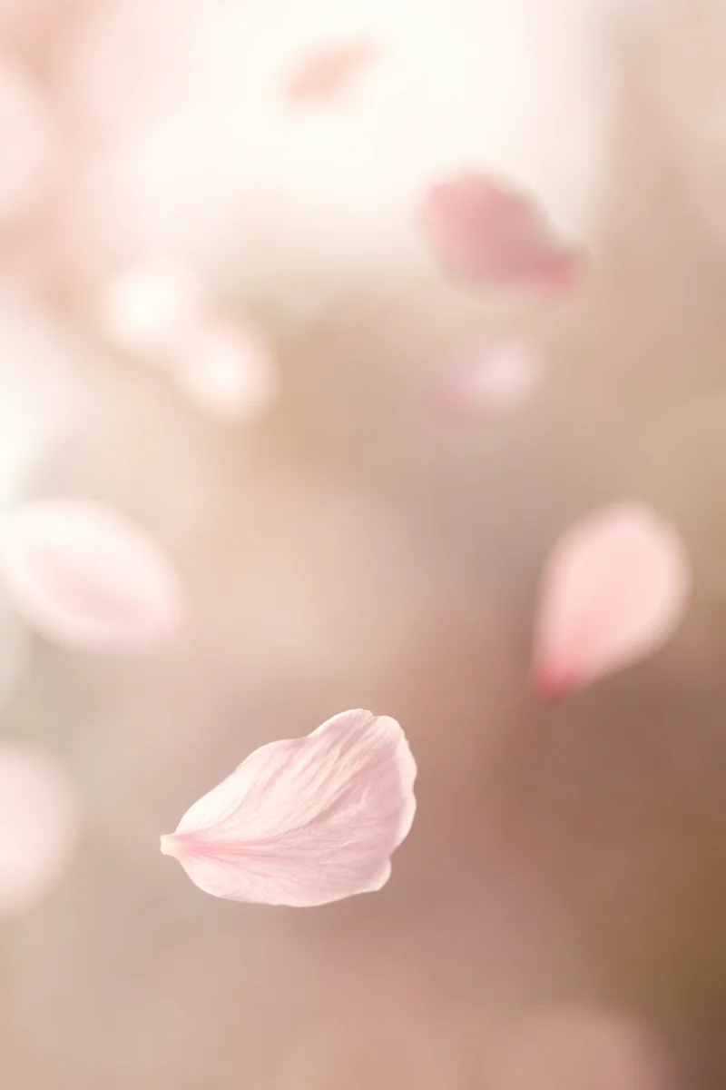 Soft Pink Cherry Blossom Petal Background