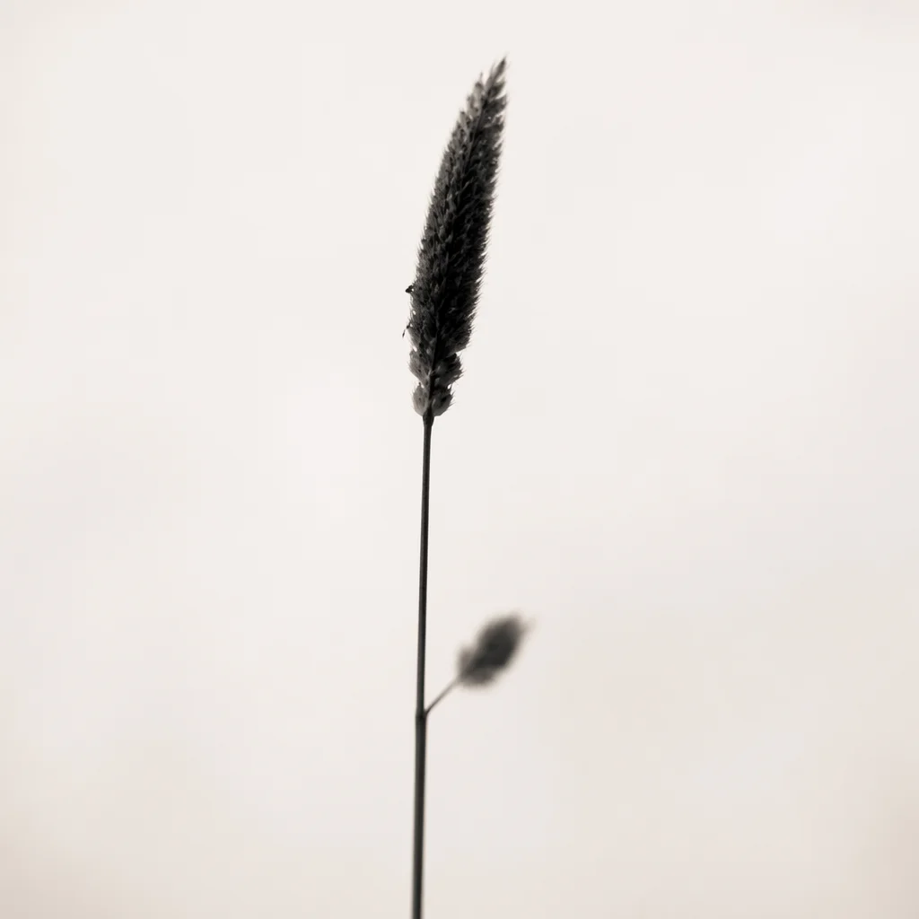 Minimal Reed Silhouette on White Background