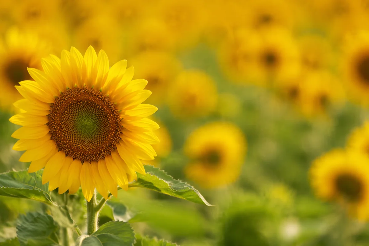 Bright Sunflower Field Yellow Floral Background