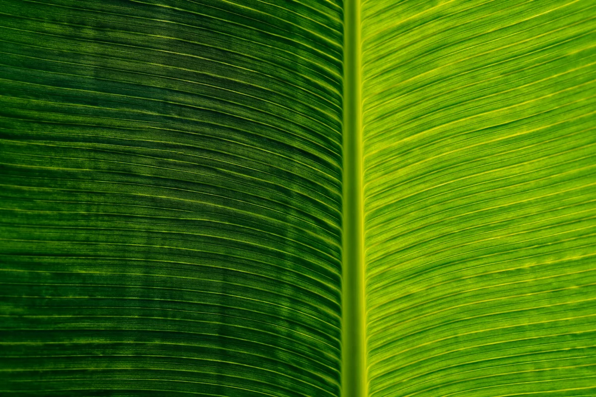 Tropical Leaf Bamboo Mat Texture Background