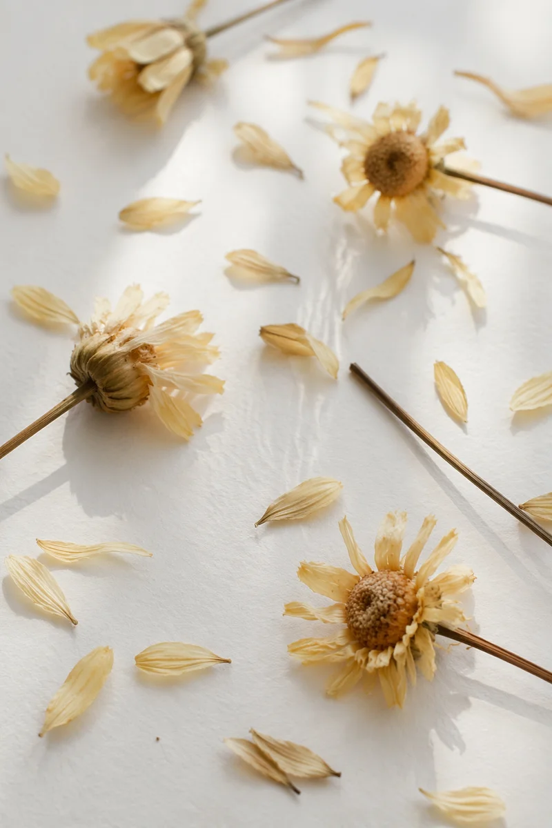 Dried Flower Petals on White Background