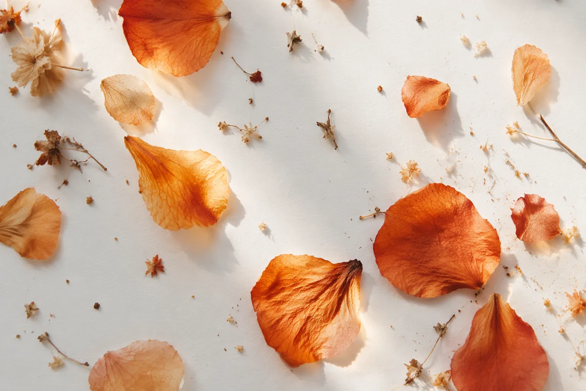 Dried Orange Petals on White Background