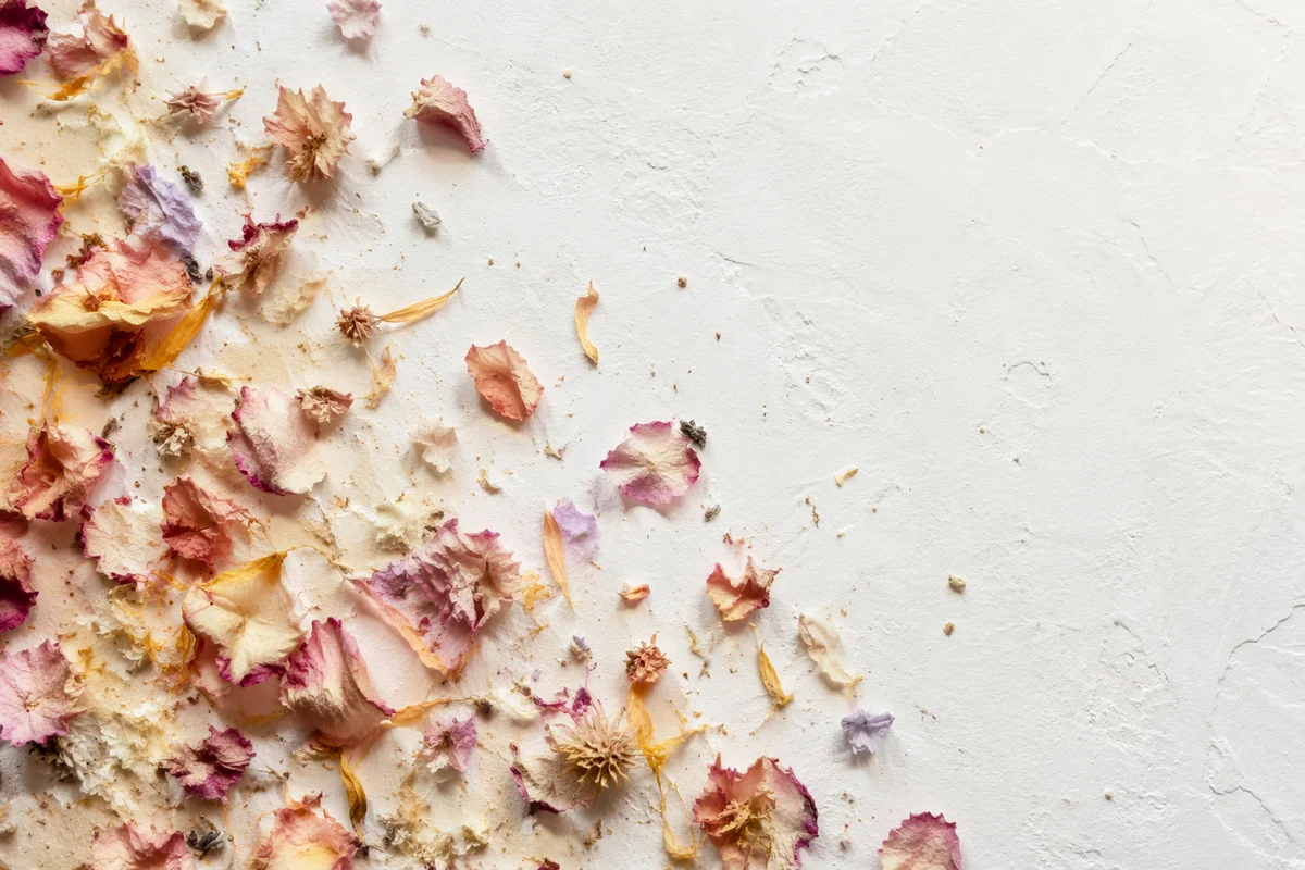 Dried Flower Petals on White Texture