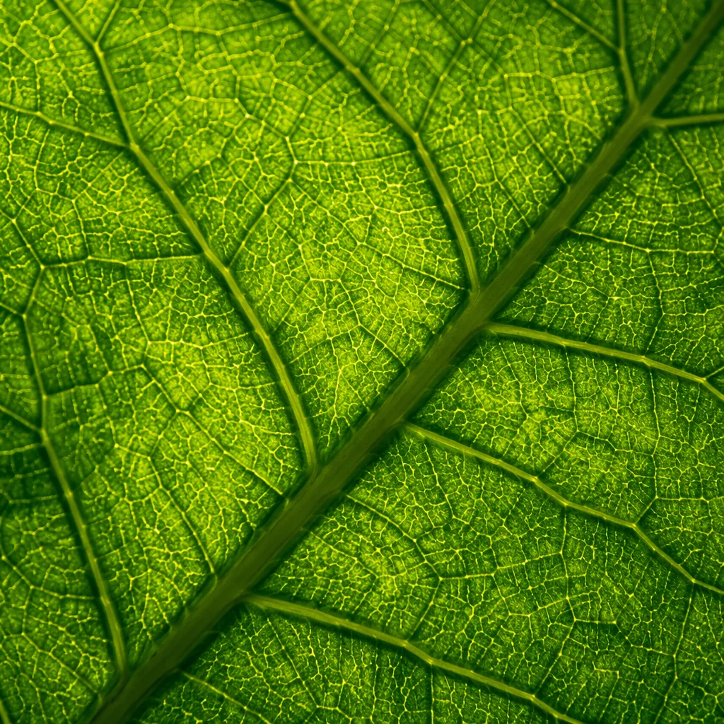 Backlit Green Leaf Vein Macro Texture
