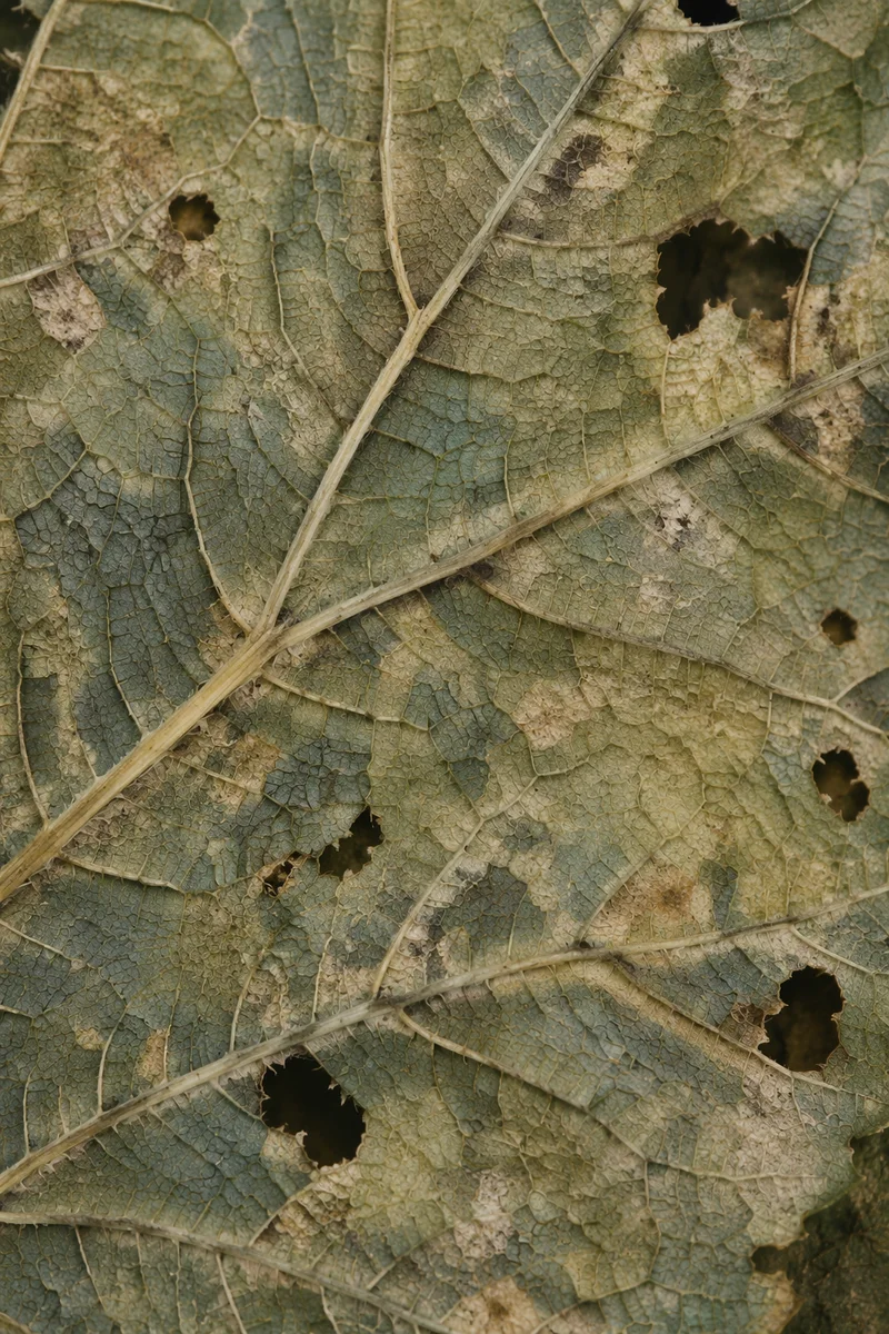 Aged Green Leaf Veins Macro Texture