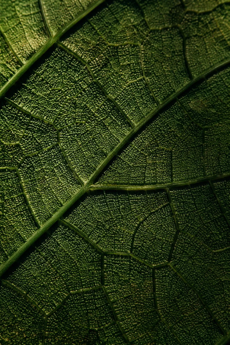 Macro Green Leaf Veins Texture Background