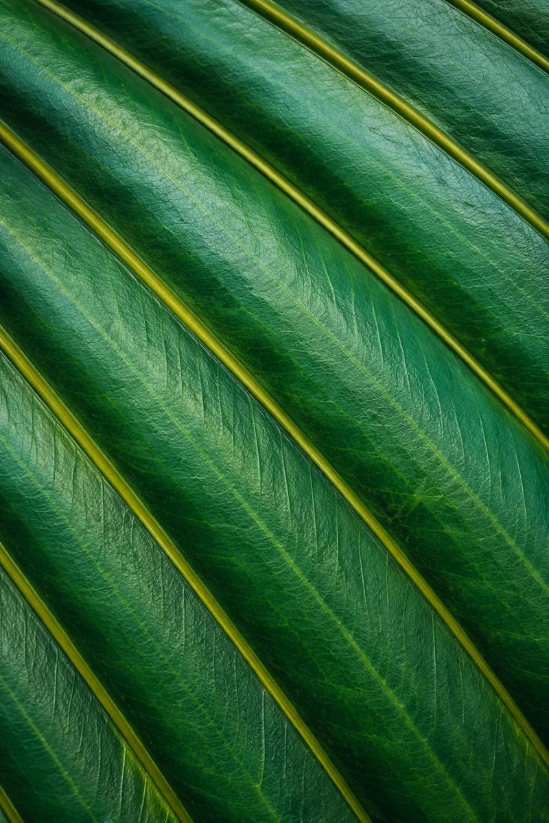 Emerald Tropical Leaf Veins Macro Texture