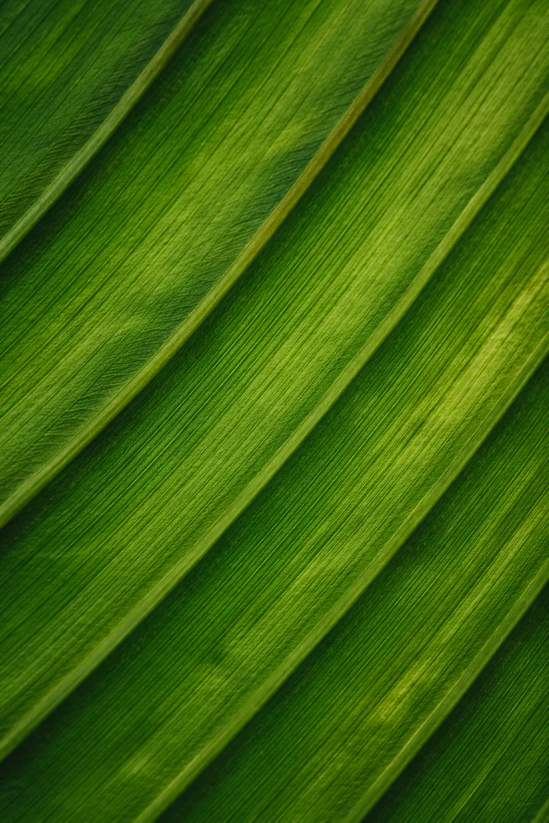 Fresh Green Leaf Veins Macro Background