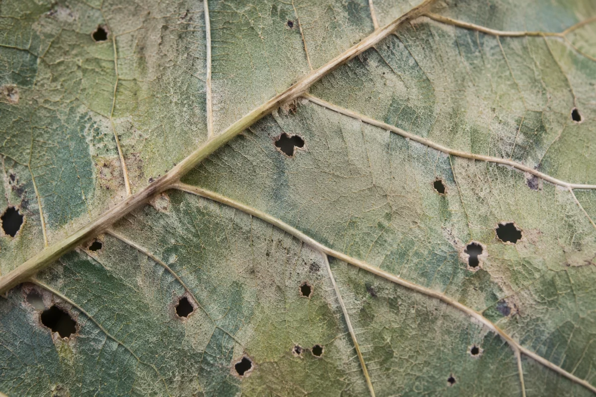 Aged Green Leaf Vein Macro Texture